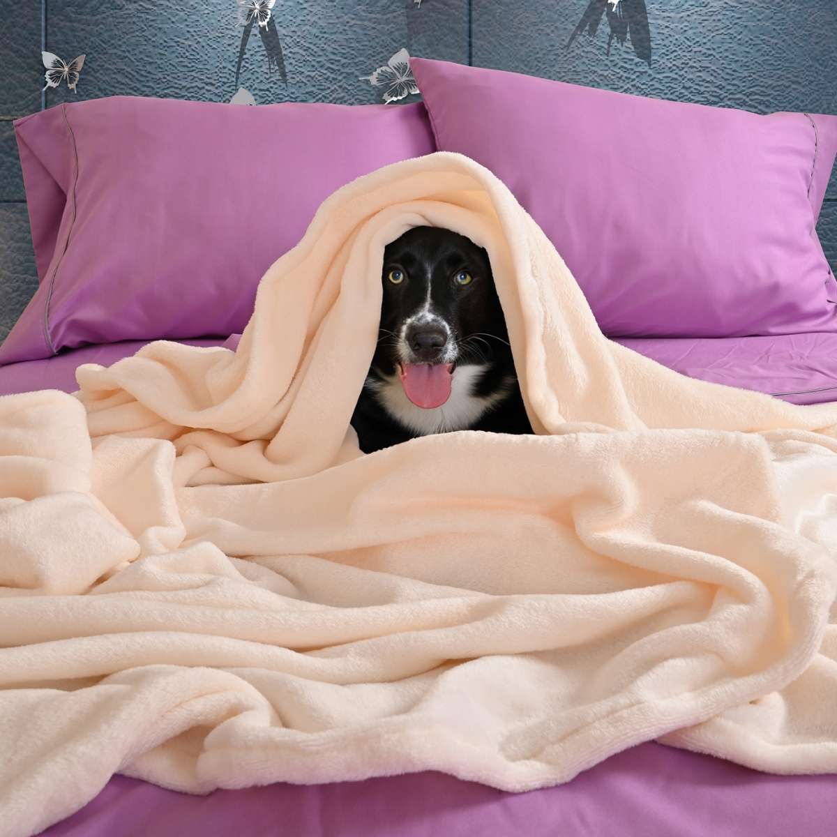 perro con la lengua afuera envuelto en una cobija queen size