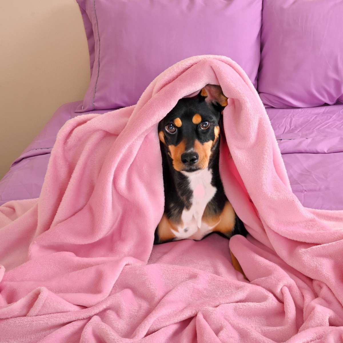 Perro acogedoramente acurrucado bajo una cobija de flanel color rosa tamaño matrimonial
