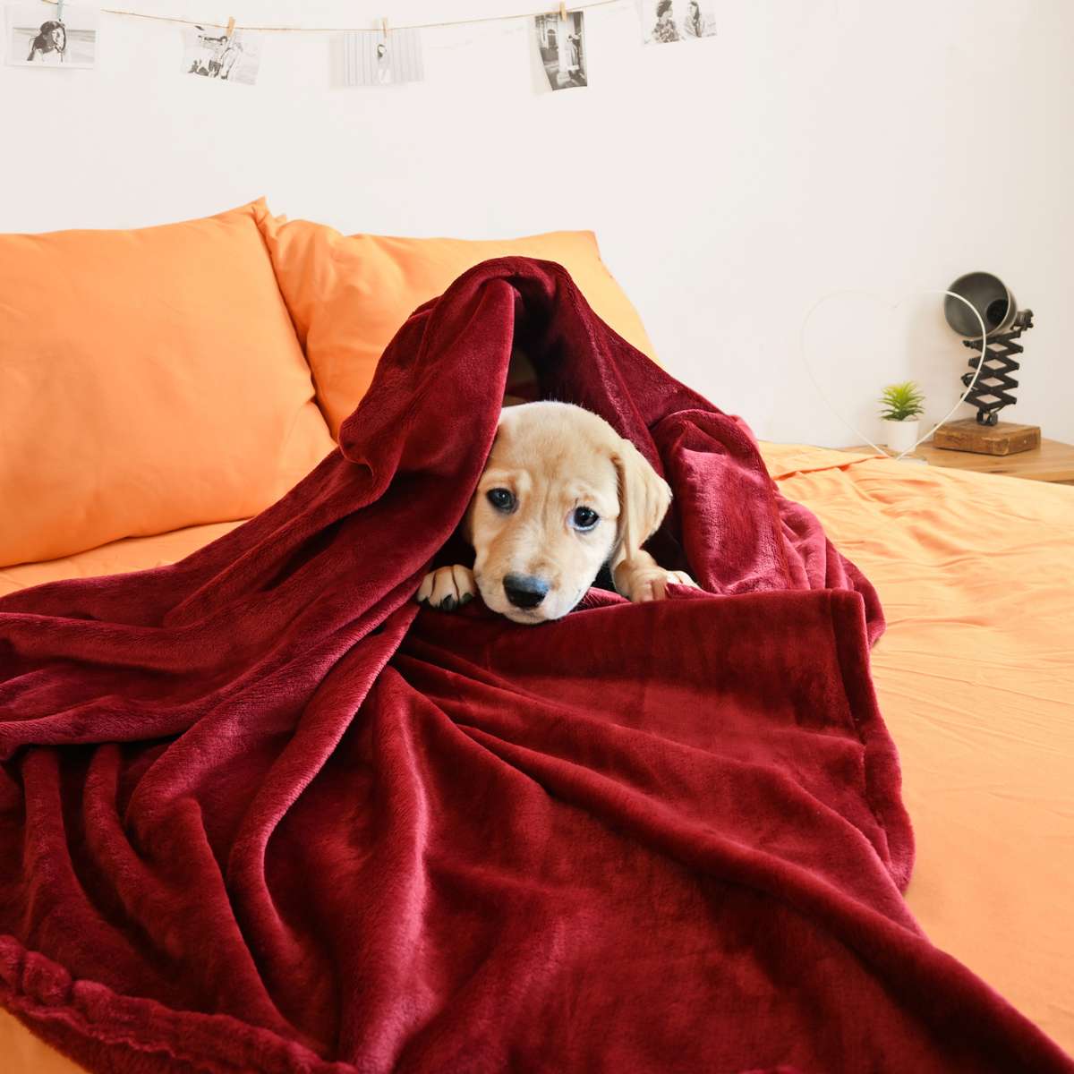 perro con una cobija vino