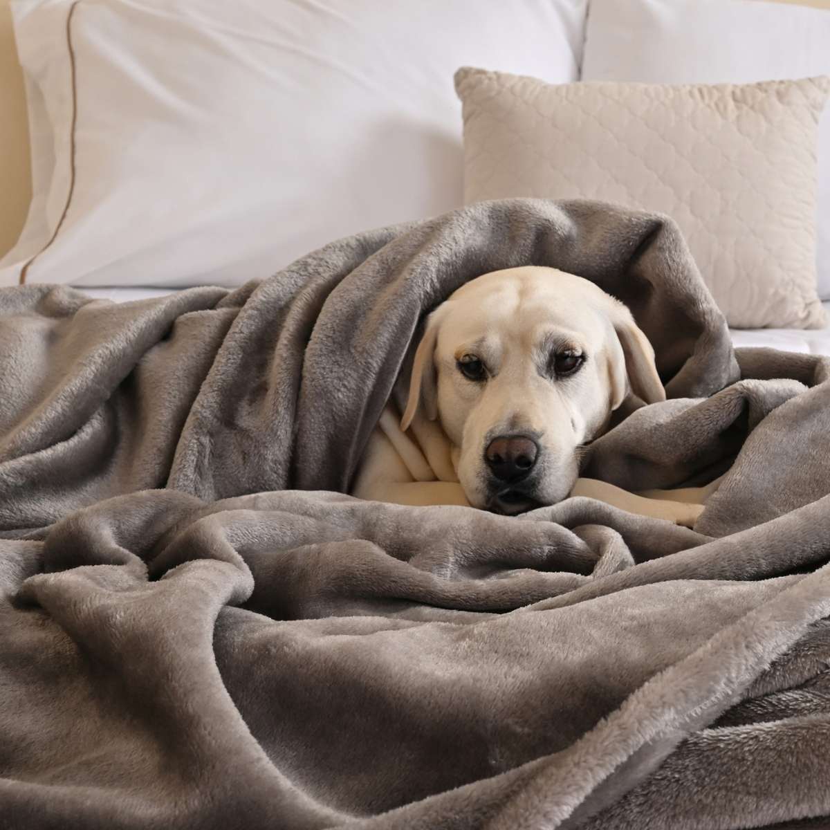 Perro acogedoramente acurrucado bajo una cobija de flanel color gris claro tamaño individual