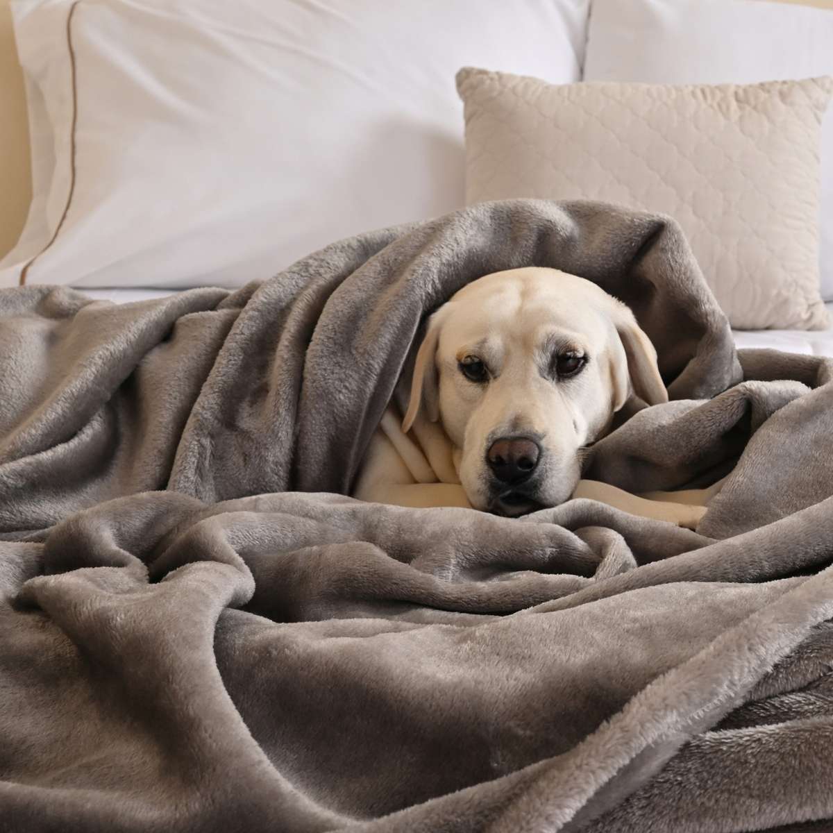 Perro acogedoramente acurrucado bajo una cobija de flanel color gris claro tamaño matrimonial 