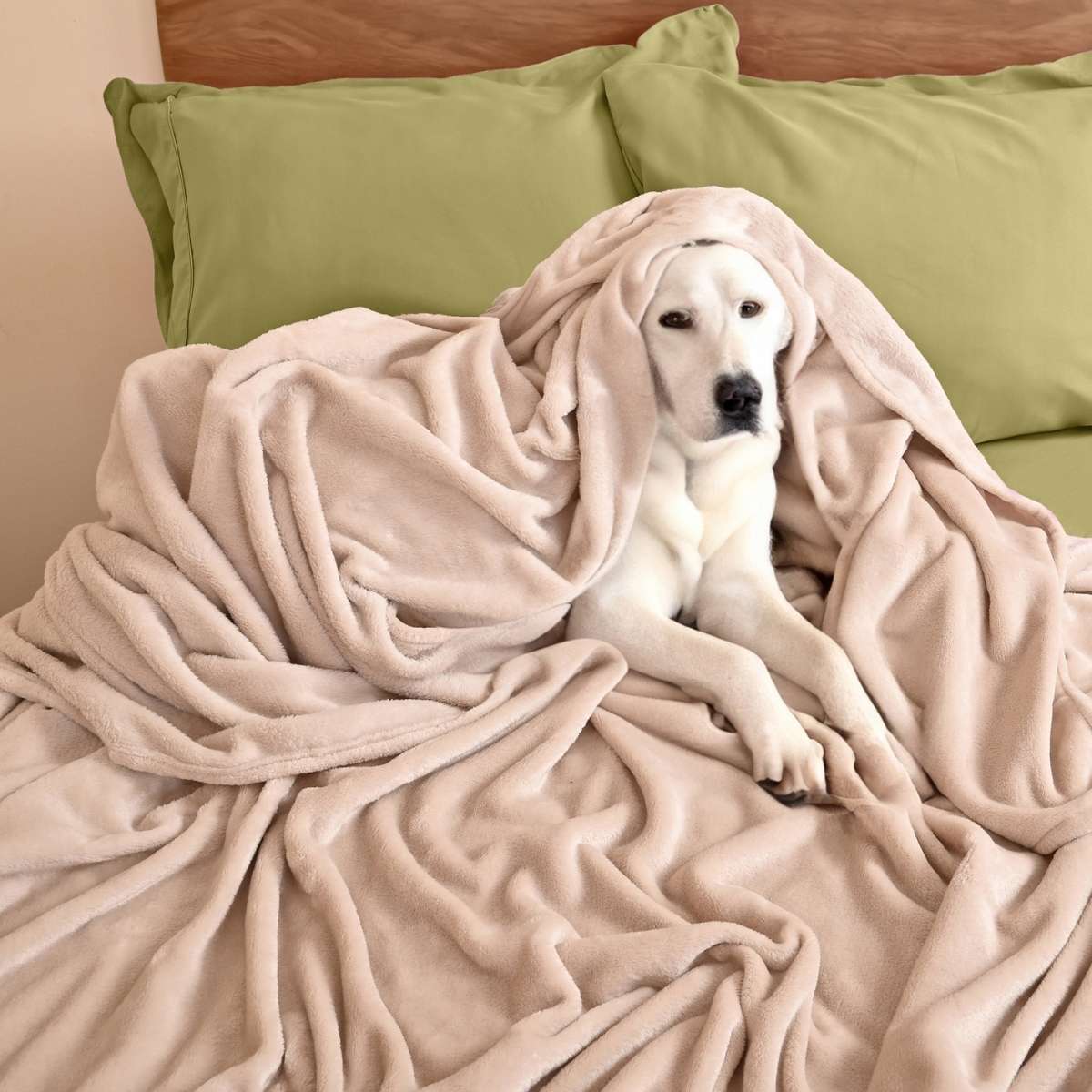 "Perro acogedoramente acurrucado bajo una cobija de flanel color arena tamaño matrimonial 