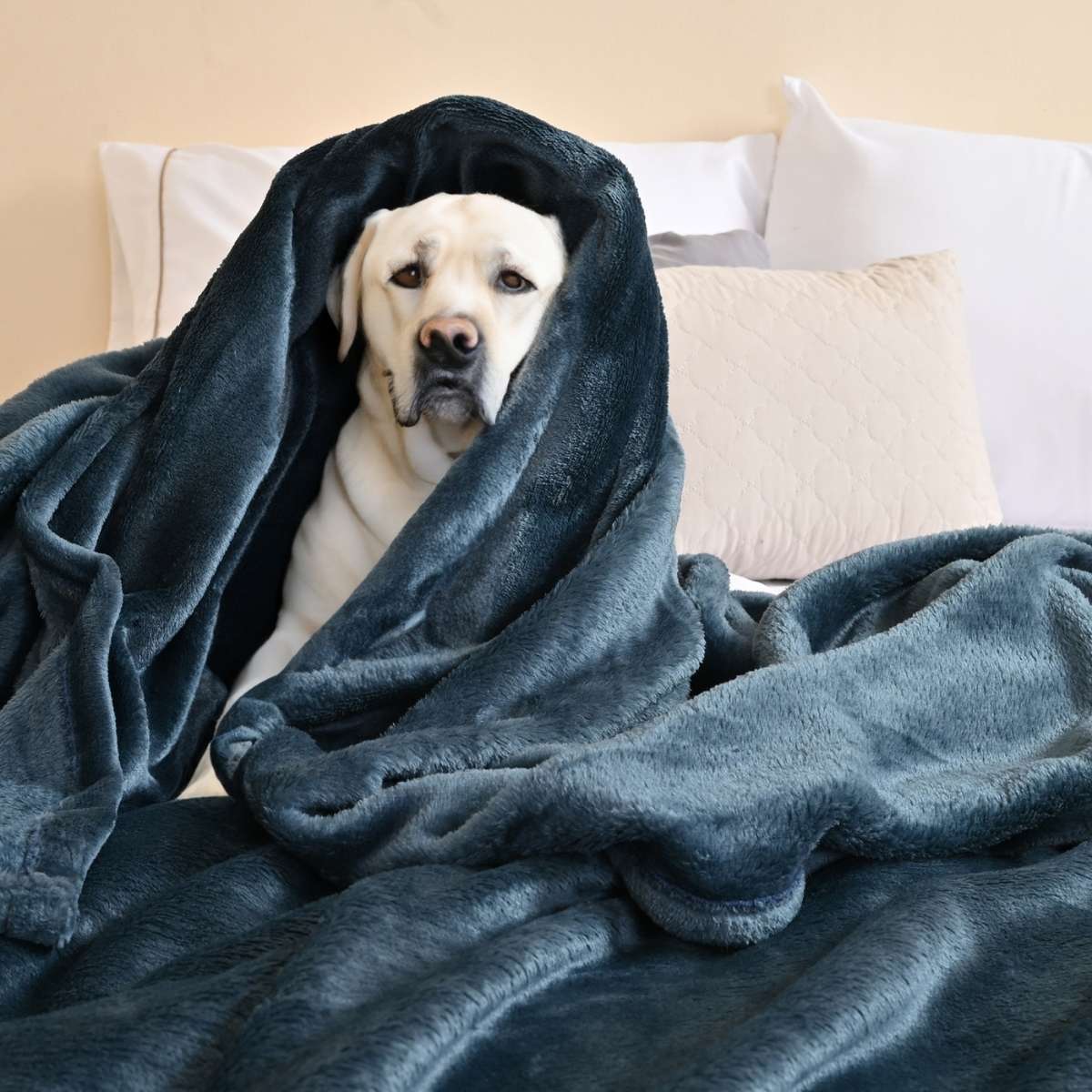 perro envuelto en una cobija matrimonial 